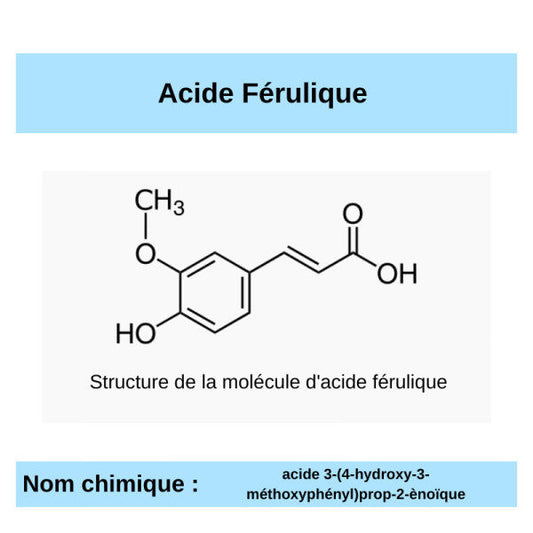 F comme Ferrulique