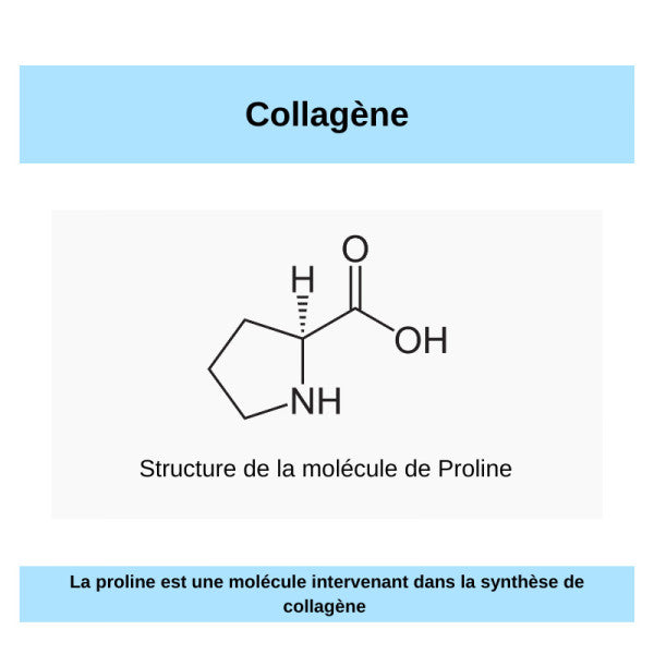 C comme Collagène